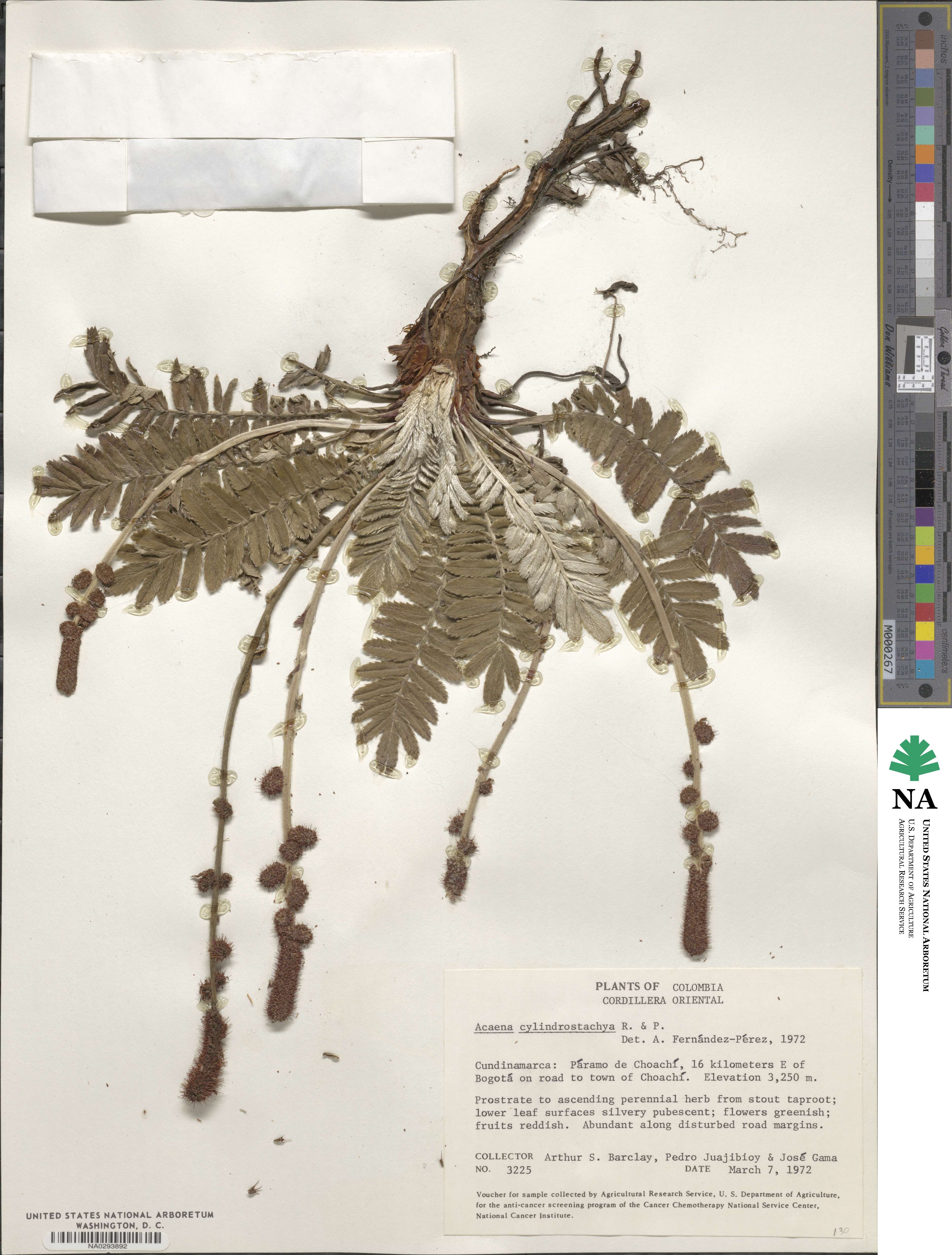 Acaena cylindristachya image