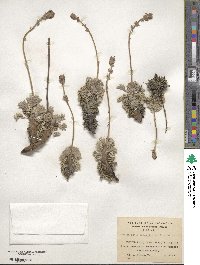 Acaena integerrima image