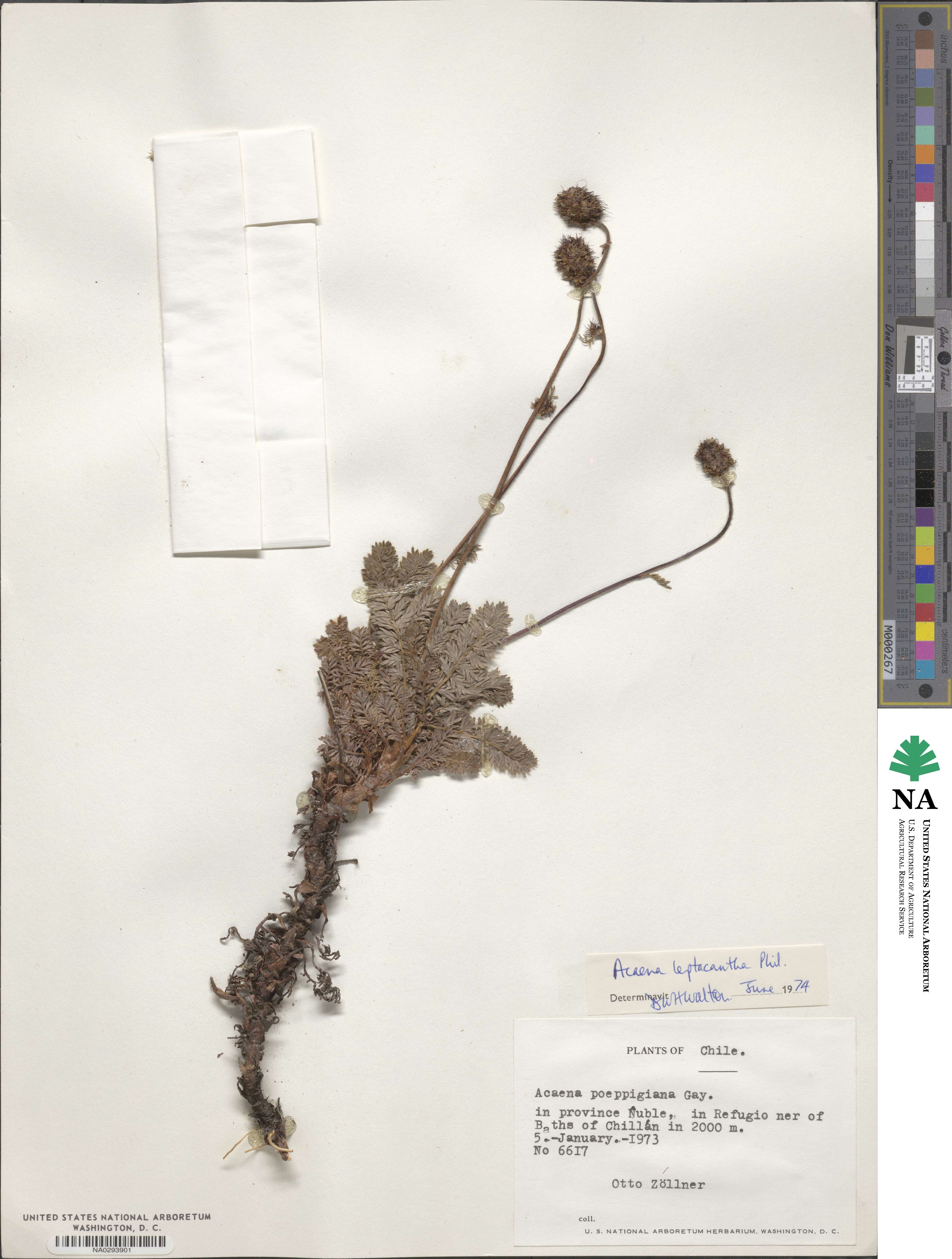 Acaena leptacantha image