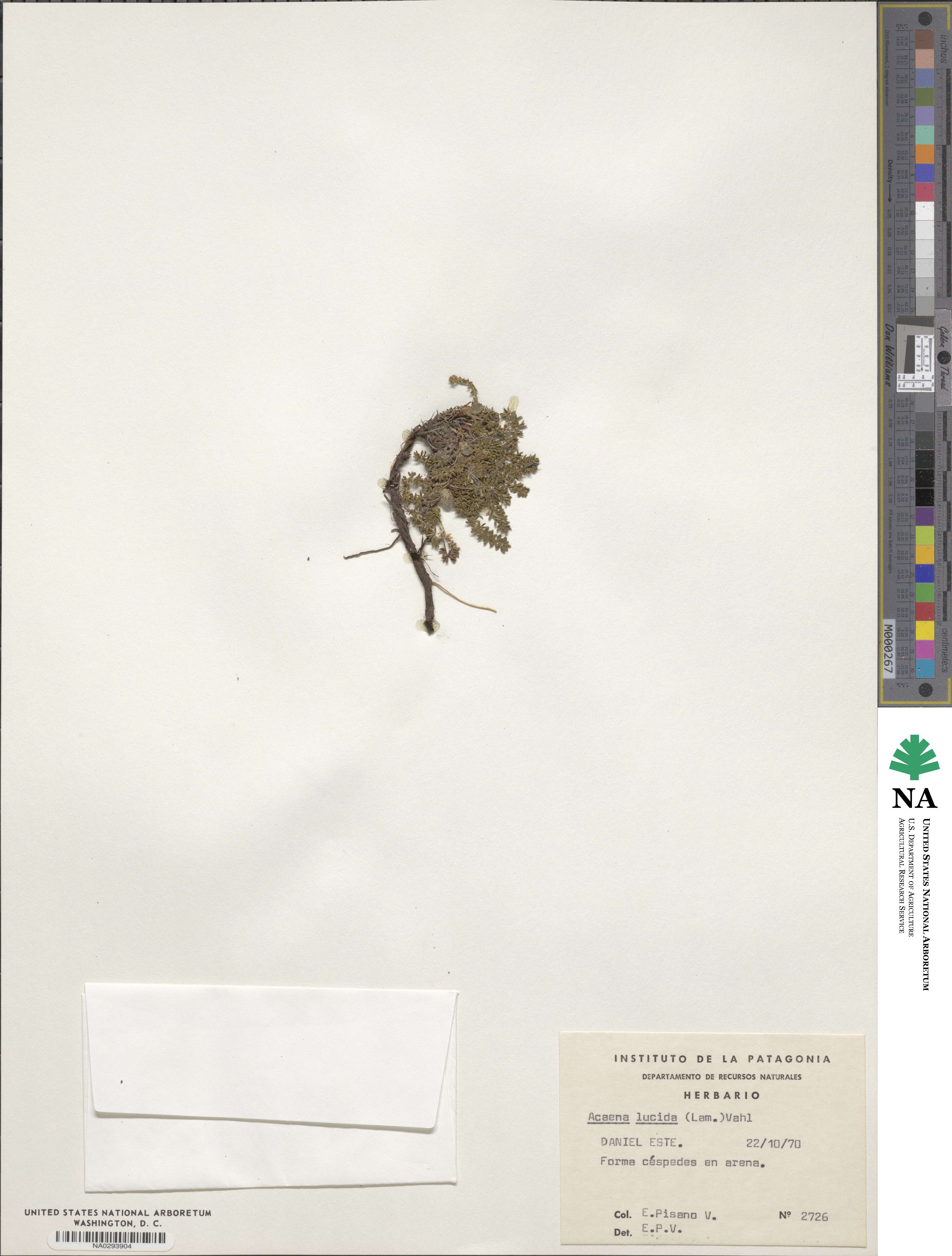 Acaena lucida image