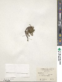 Acaena lucida image