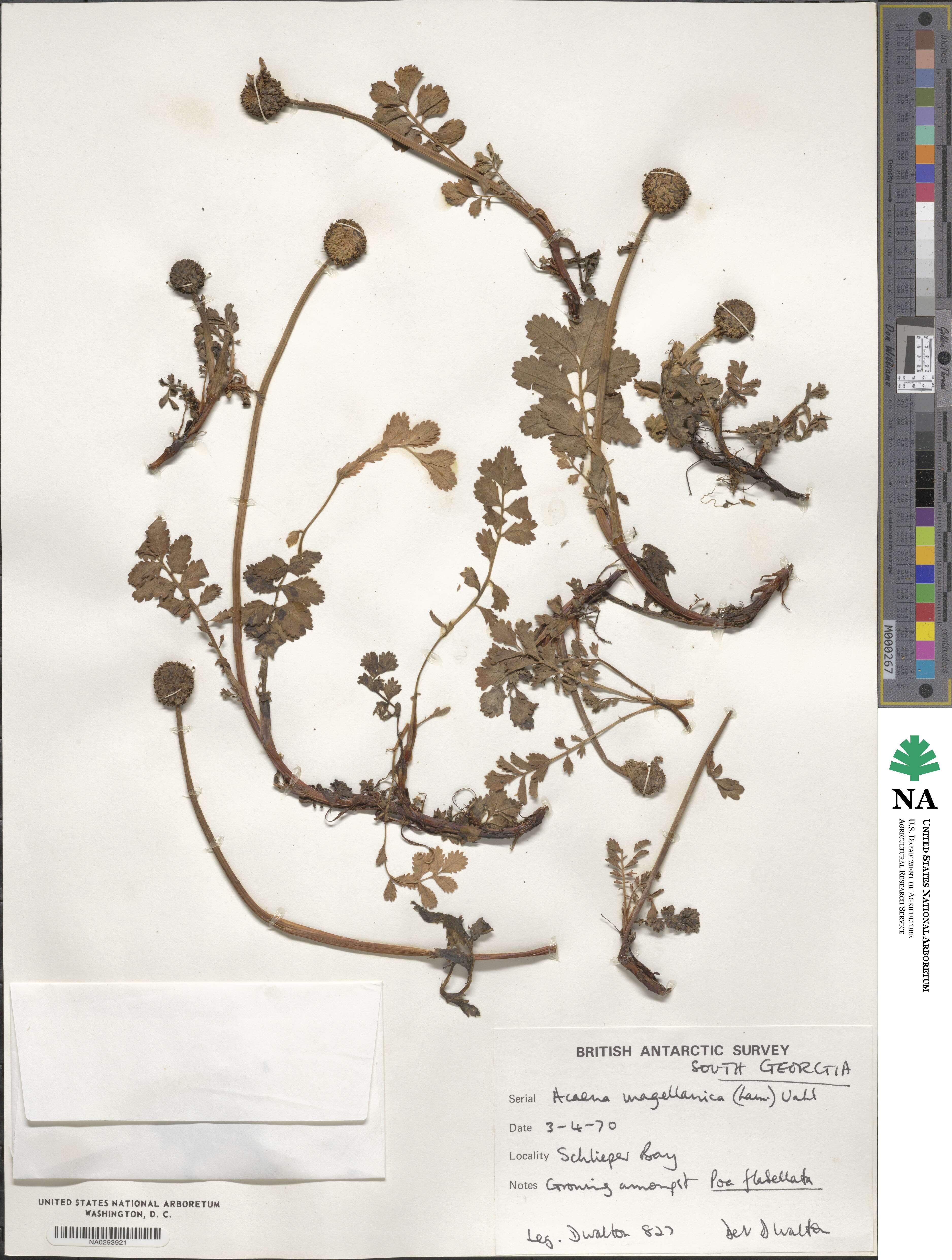 Acaena magellanica image