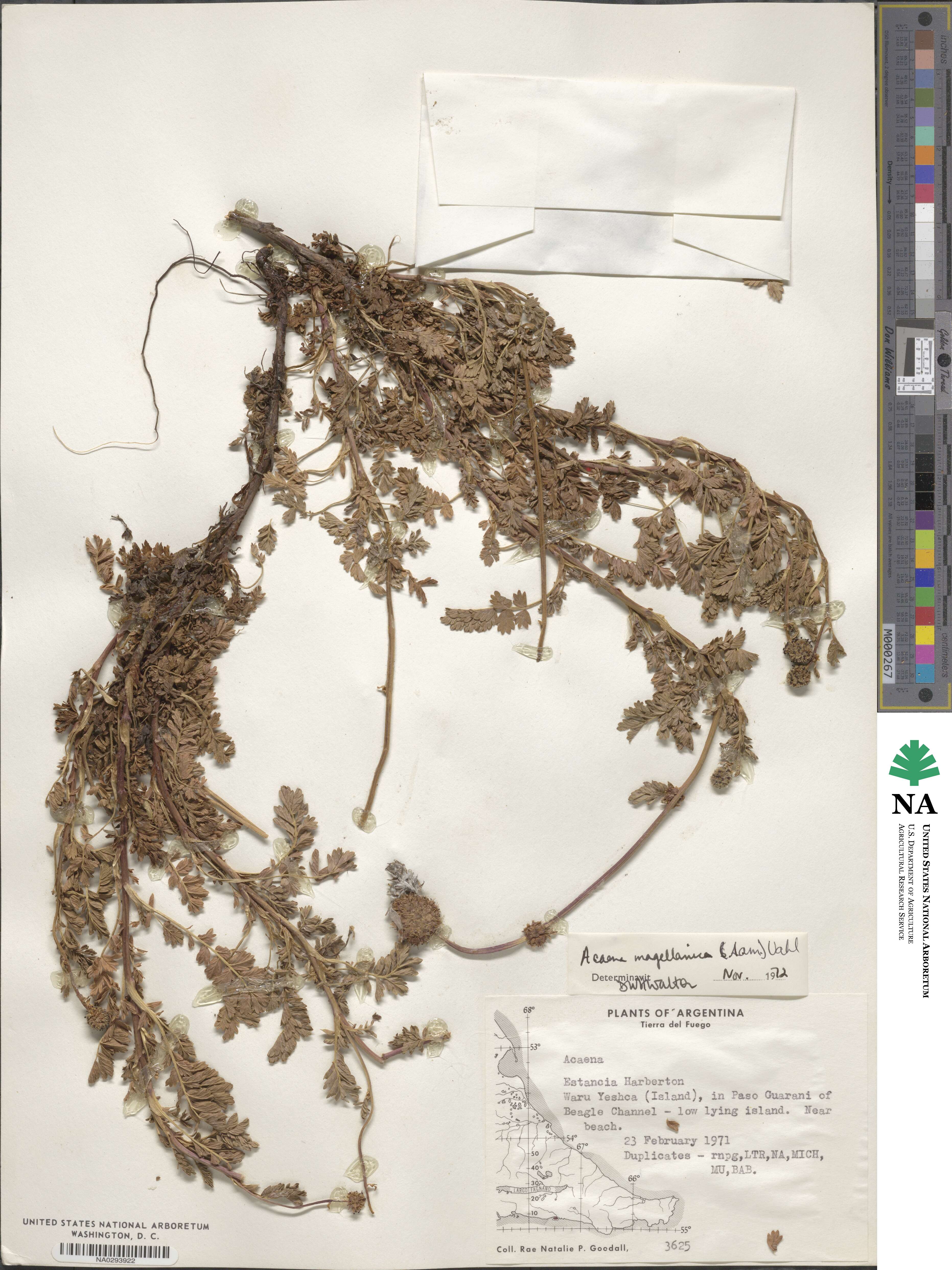 Acaena magellanica image