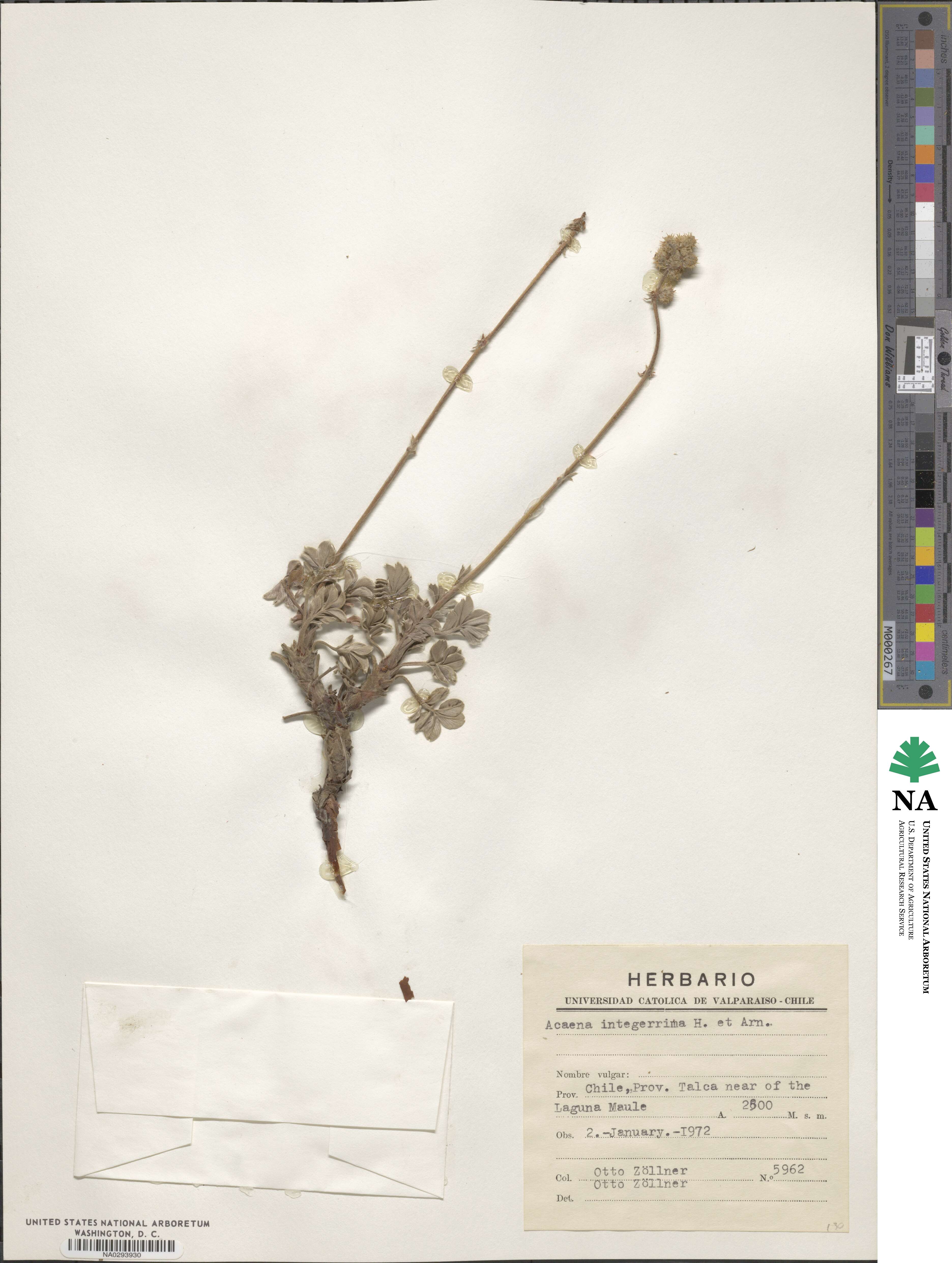Acaena integerrima image