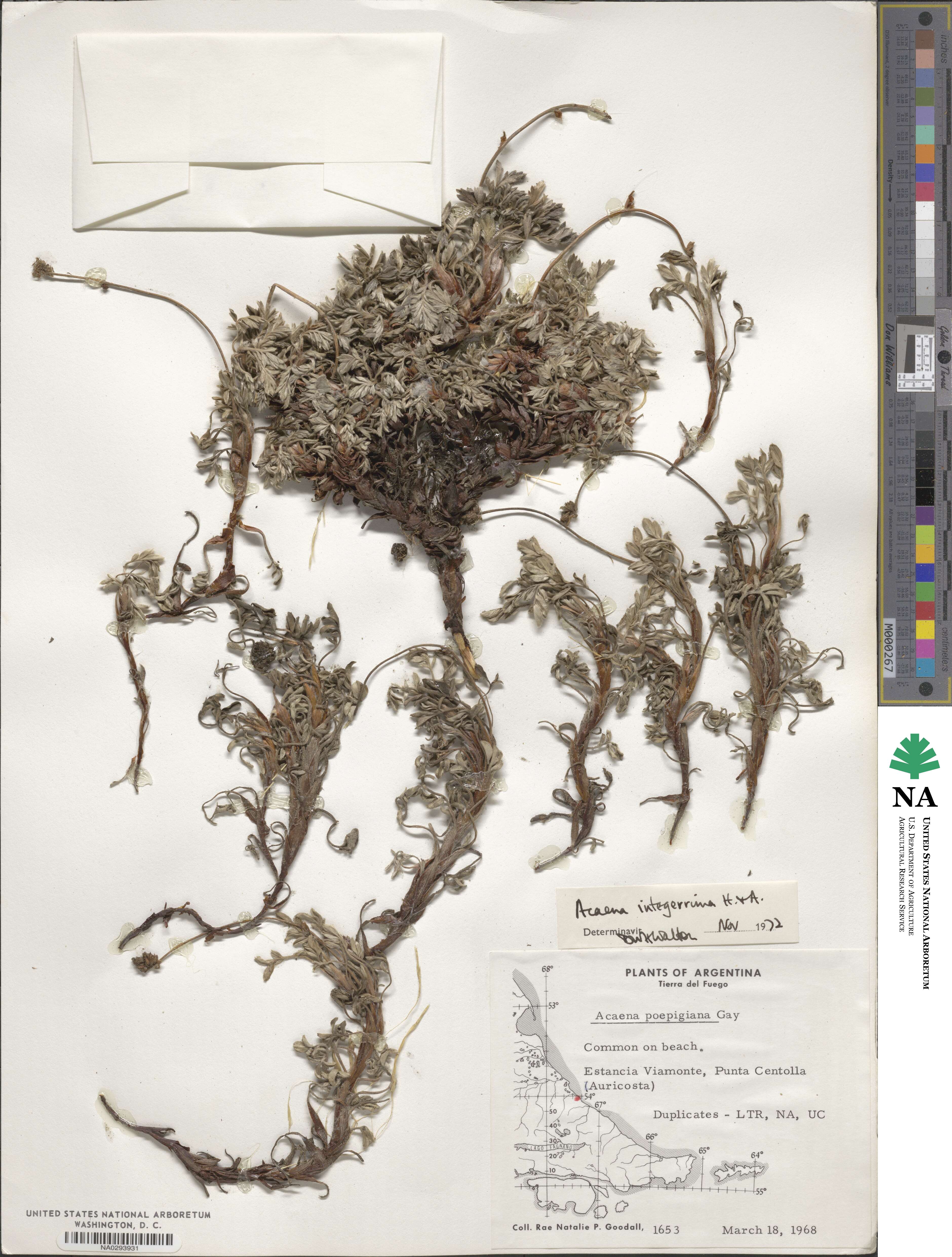 Acaena integerrima image