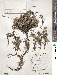 Acaena integerrima image