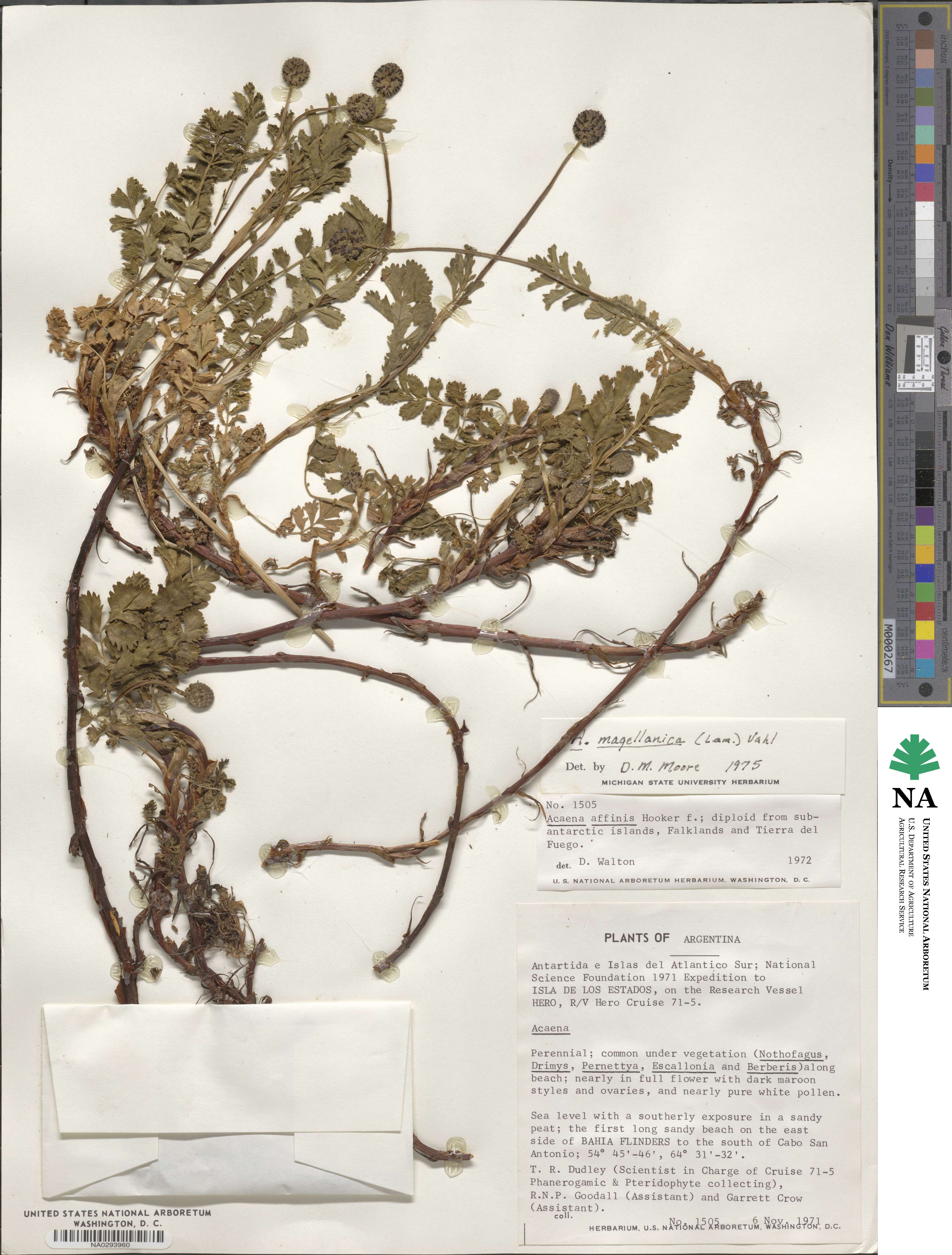 Acaena magellanica image
