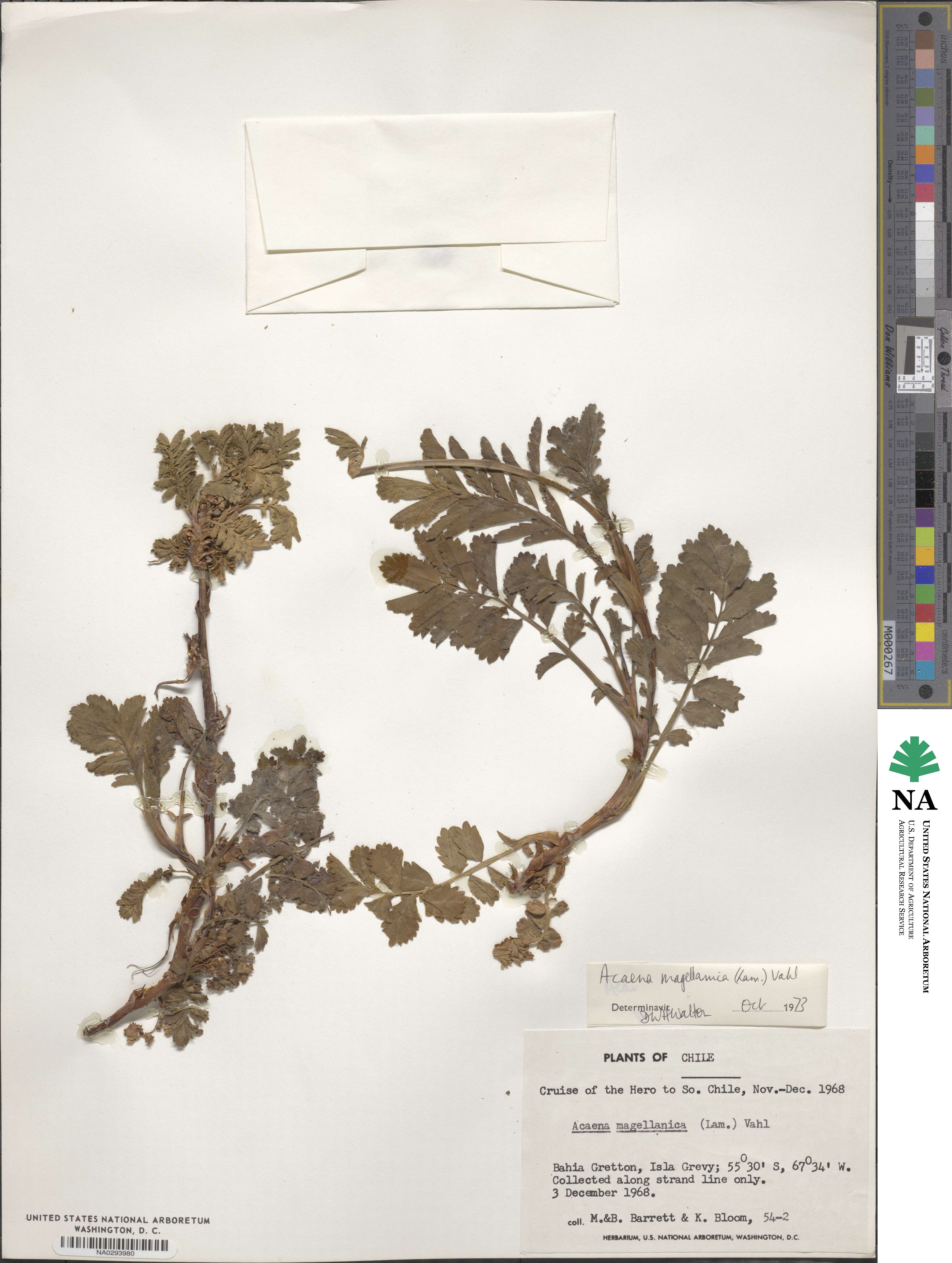 Acaena magellanica image