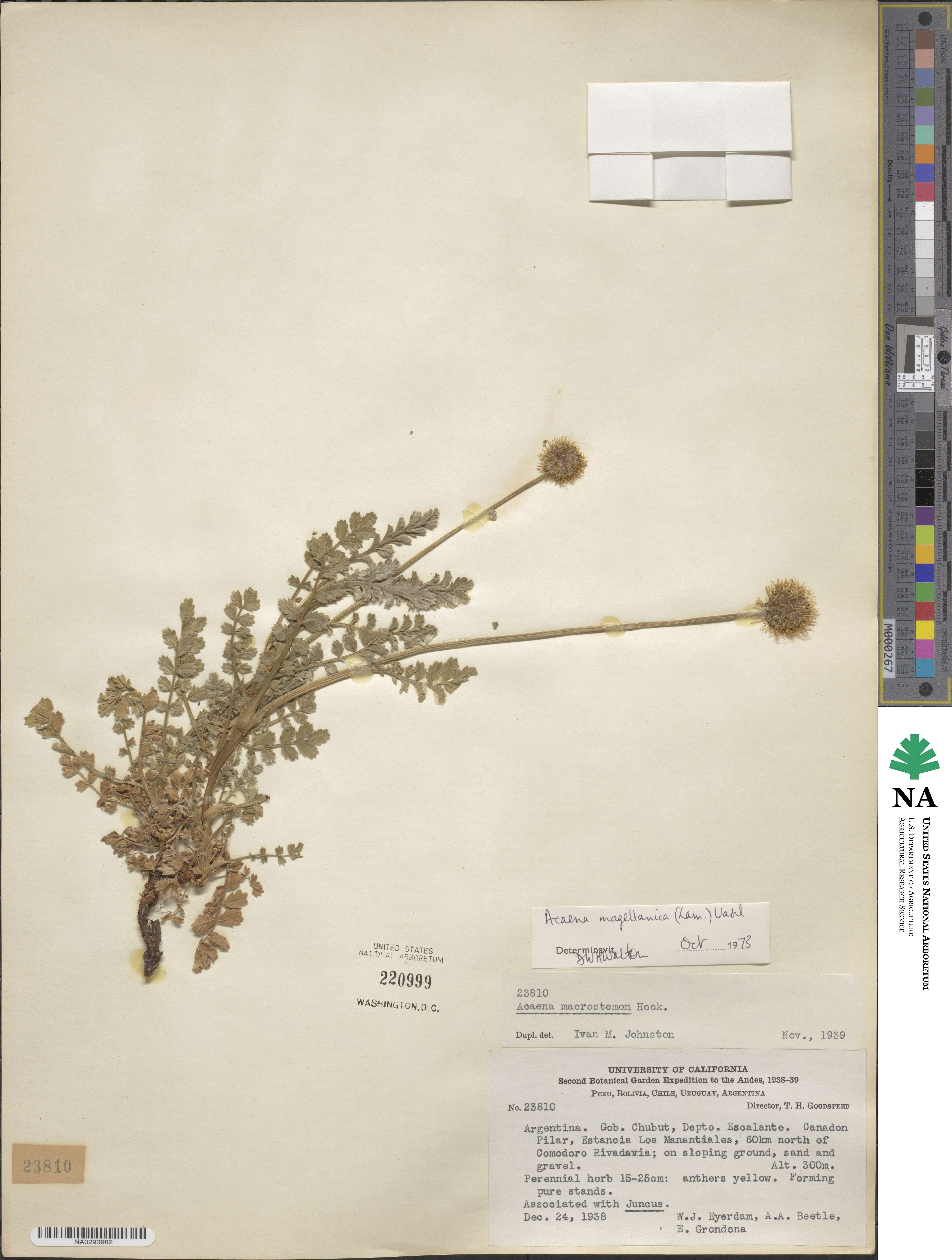 Acaena magellanica image