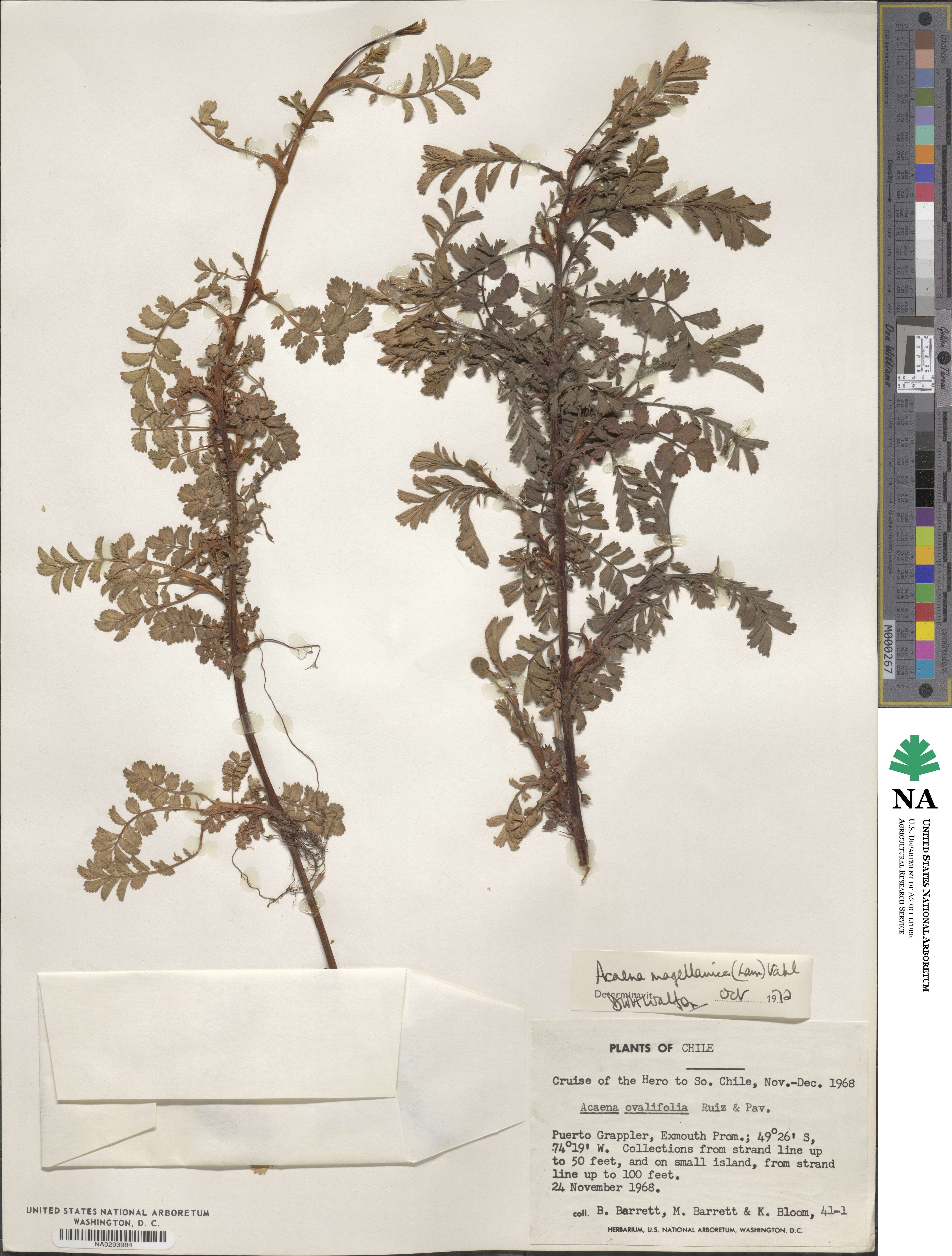 Acaena magellanica image