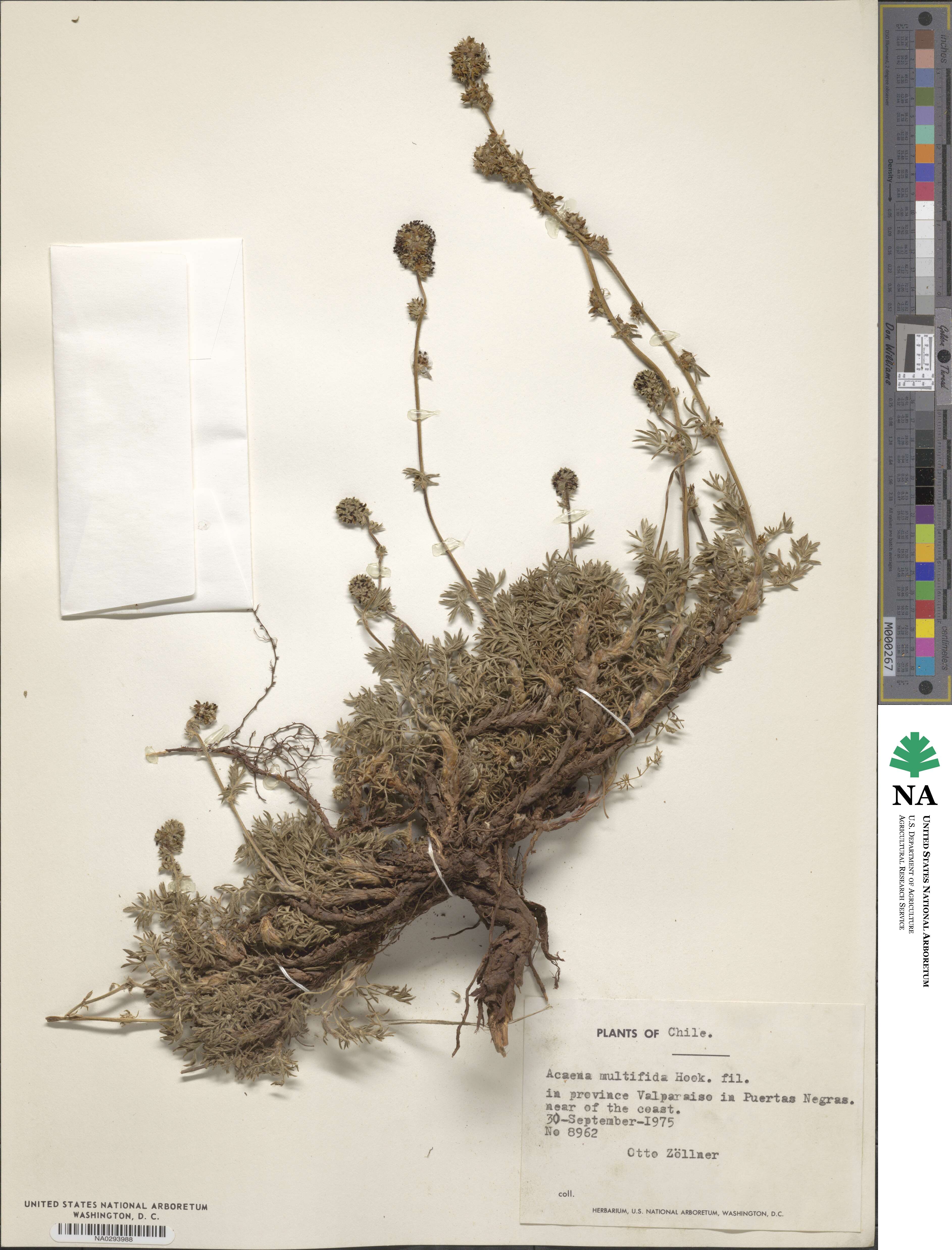 Acaena multifida image