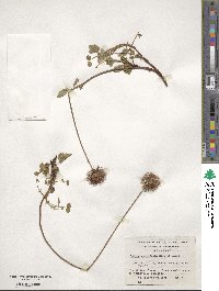 Acaena ovalifolia image