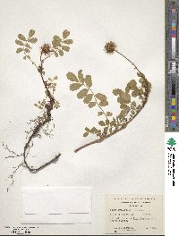 Acaena ovalifolia image