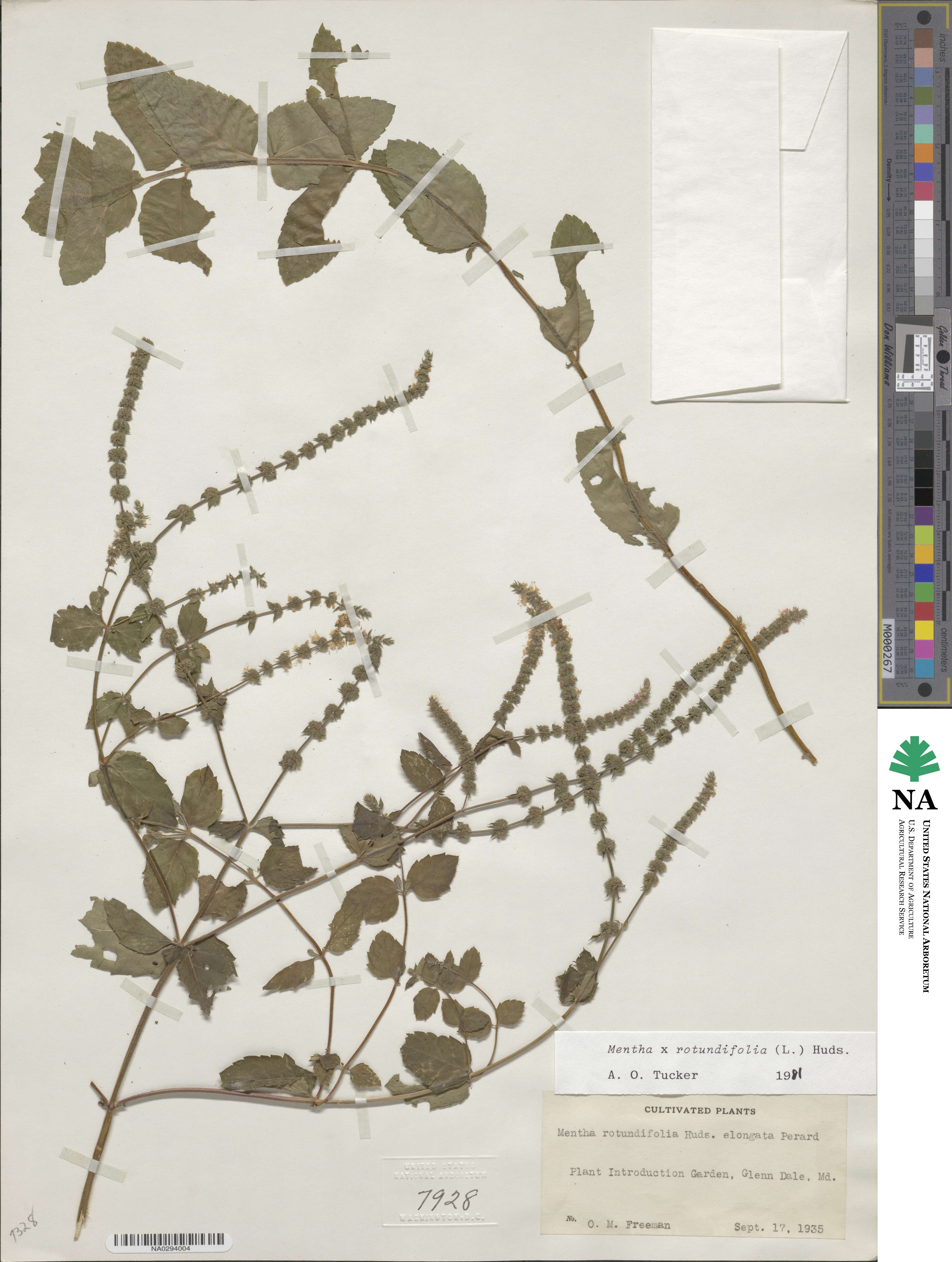 Mentha longifolia subsp. longifolia image