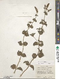 Mentha × piperita image