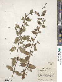 Mentha × piperita image