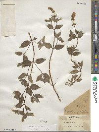 Mentha × piperita image