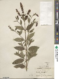 Mentha × piperita image