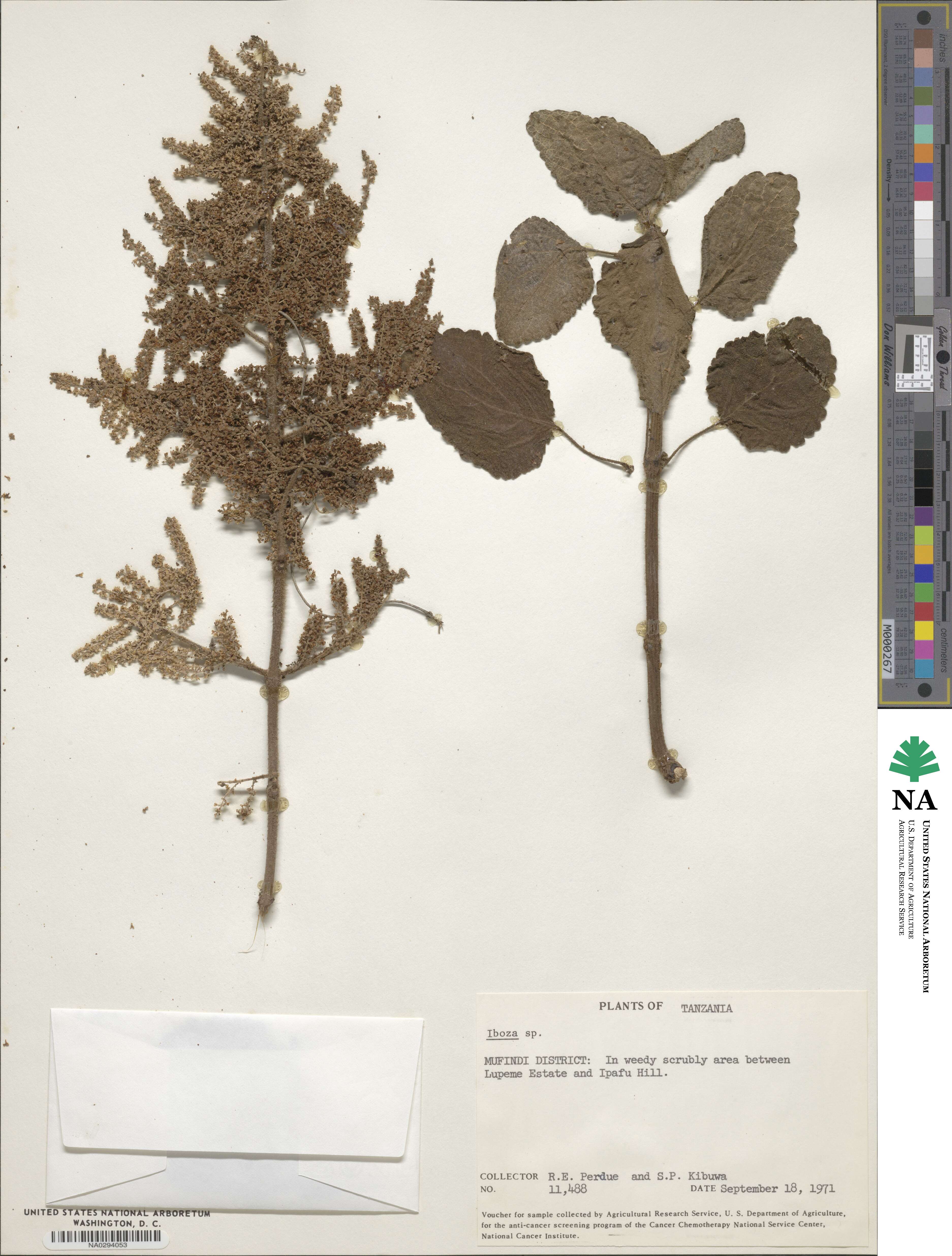Tetradenia image