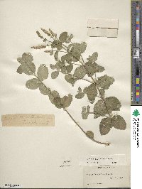 Mentha suaveolens image