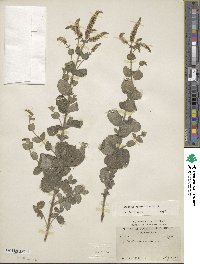 Mentha suaveolens image