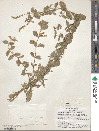 Mentha suaveolens image