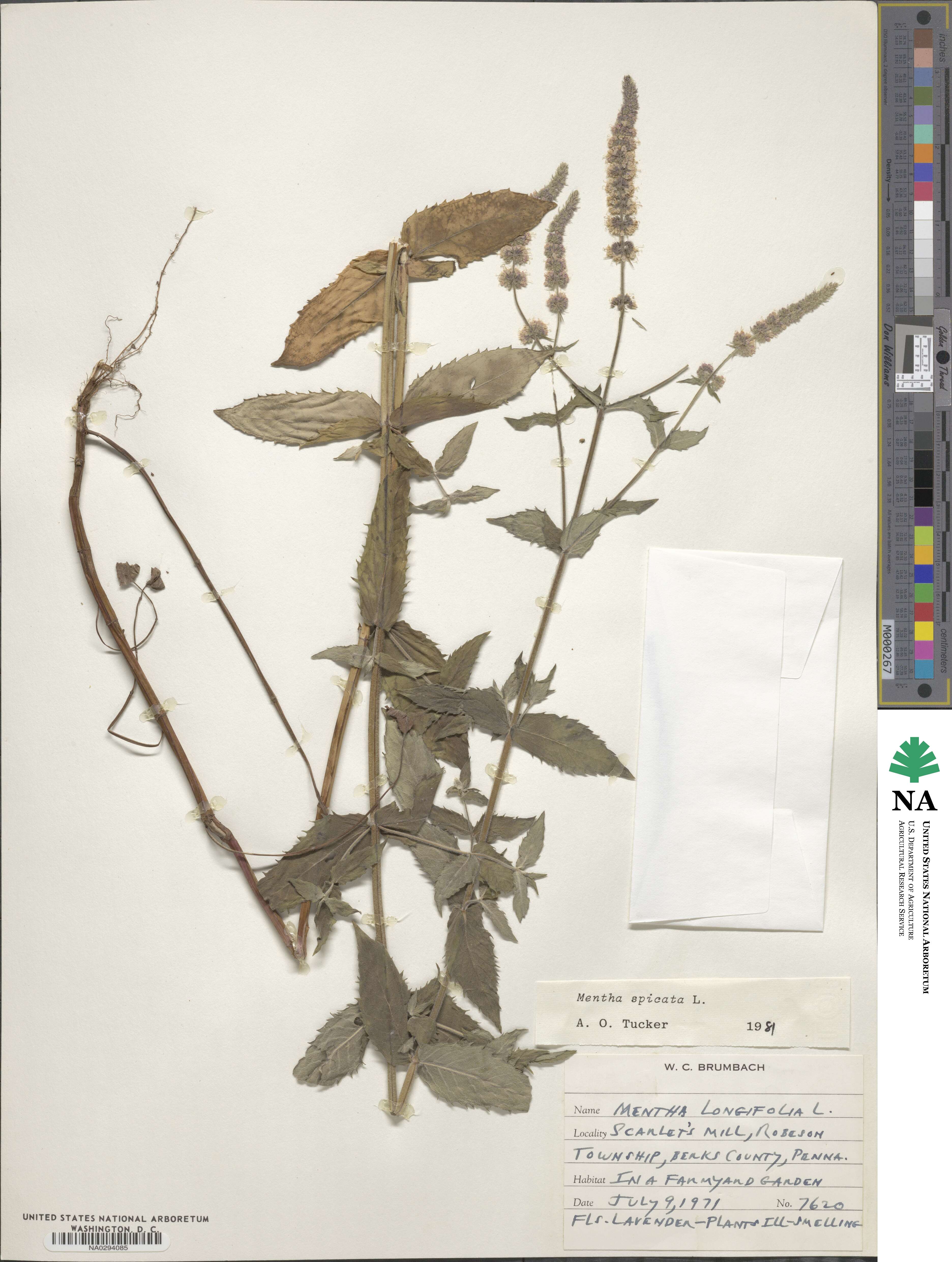 Mentha image