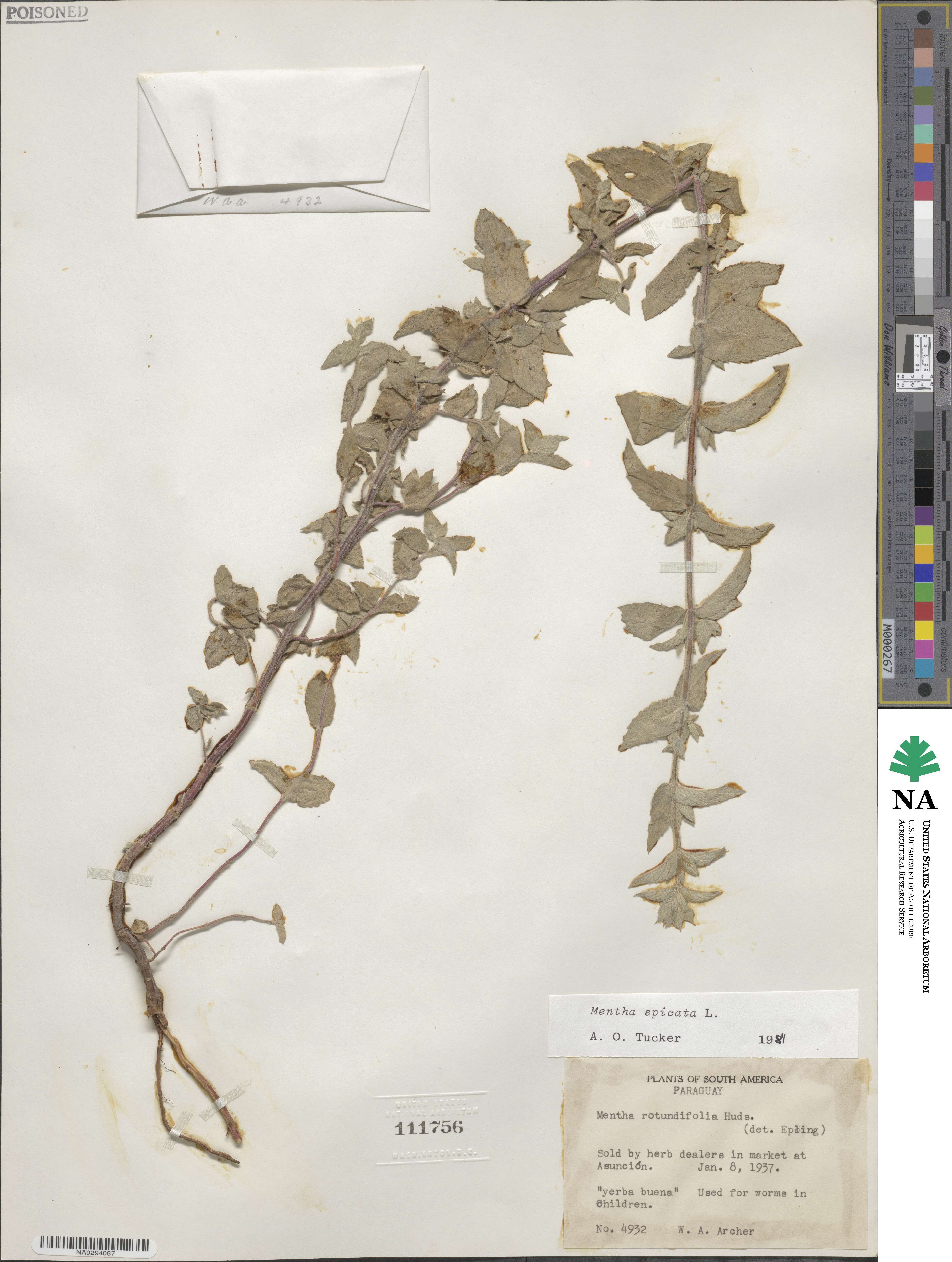 Mentha image