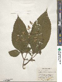 Collinsonia canadensis image