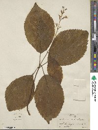 Collinsonia verticillata image