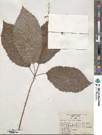 Collinsonia verticillata image