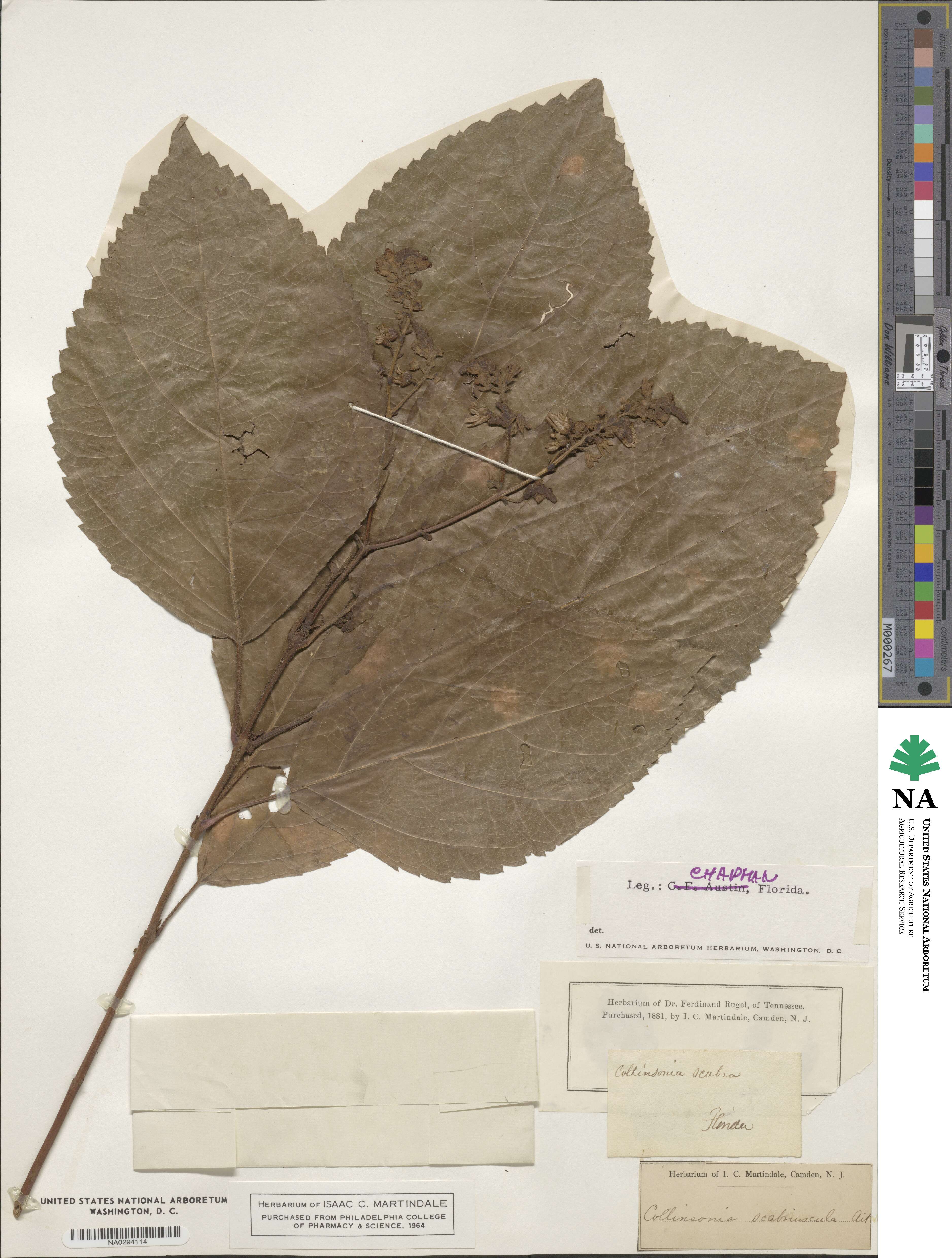 Collinsonia canadensis image