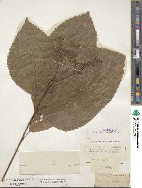 Collinsonia canadensis image