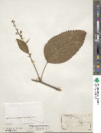 Collinsonia punctata image