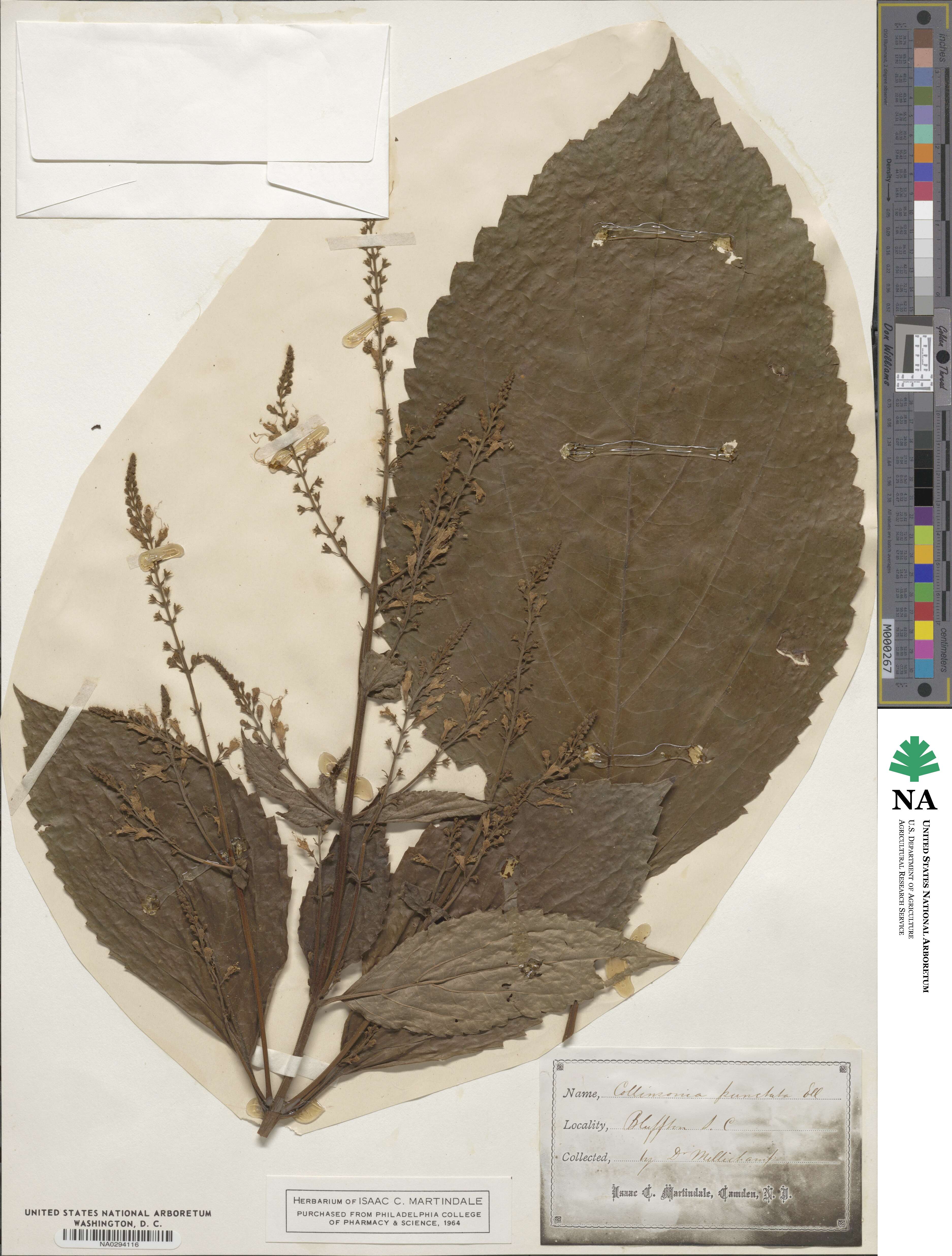 Collinsonia image