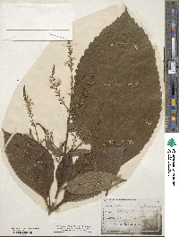 Collinsonia punctata image