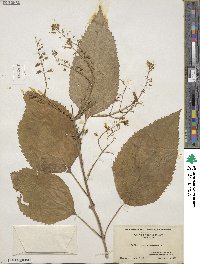 Collinsonia canadensis image