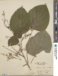 Collinsonia canadensis image