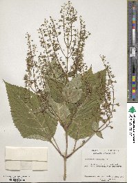 Collinsonia canadensis image