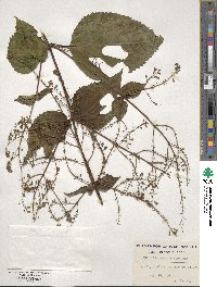 Collinsonia canadensis image