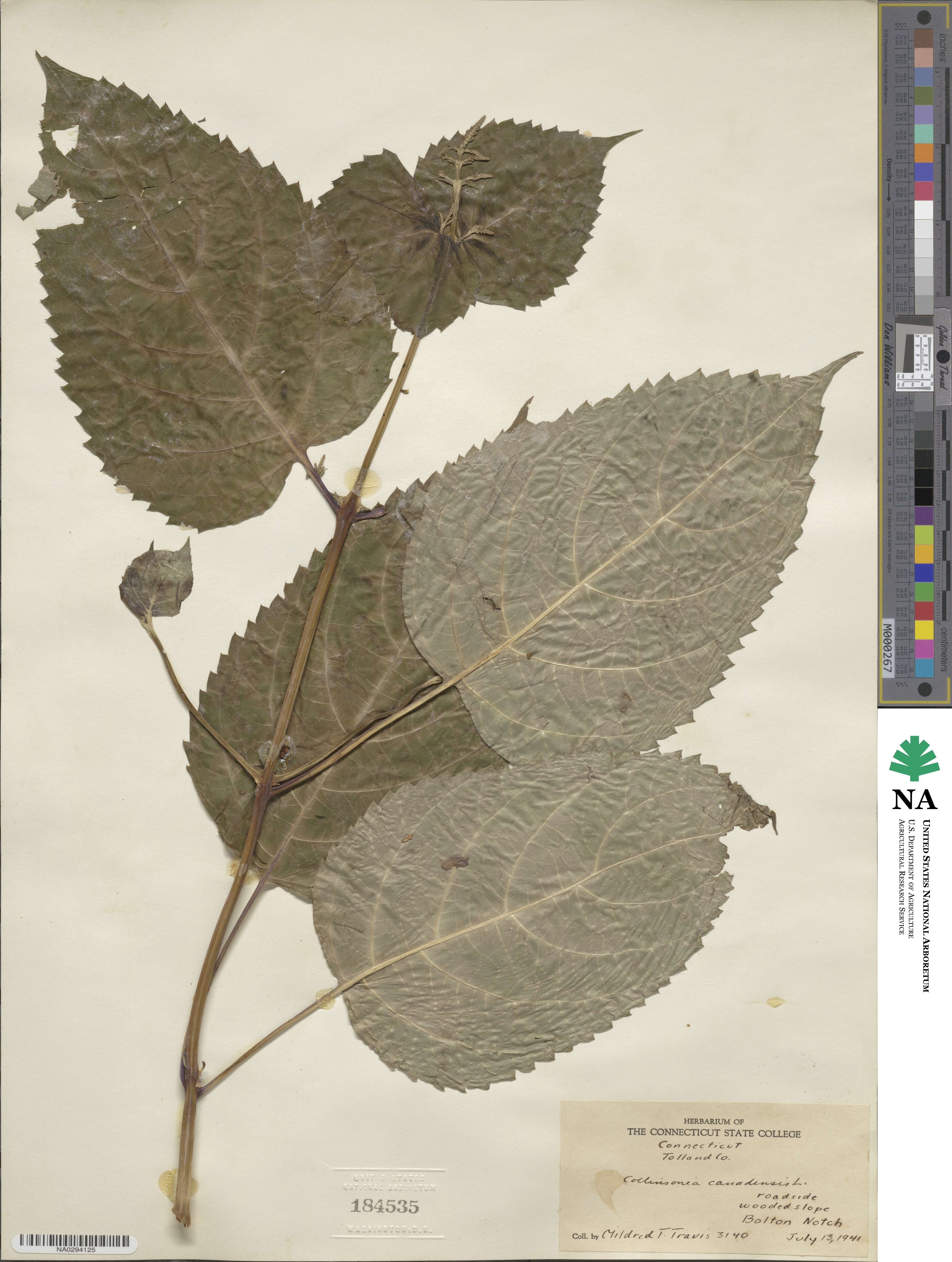 Collinsonia canadensis image