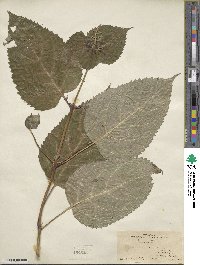 Collinsonia canadensis image