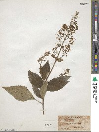 Collinsonia canadensis image