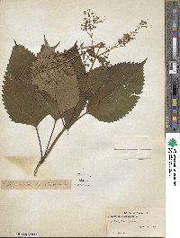 Collinsonia canadensis image