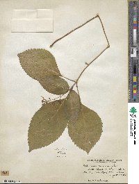 Collinsonia canadensis image