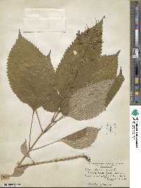 Collinsonia canadensis image