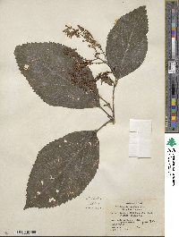 Collinsonia canadensis image