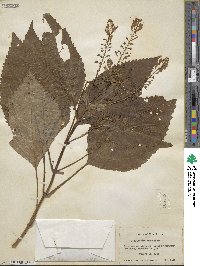 Collinsonia canadensis image