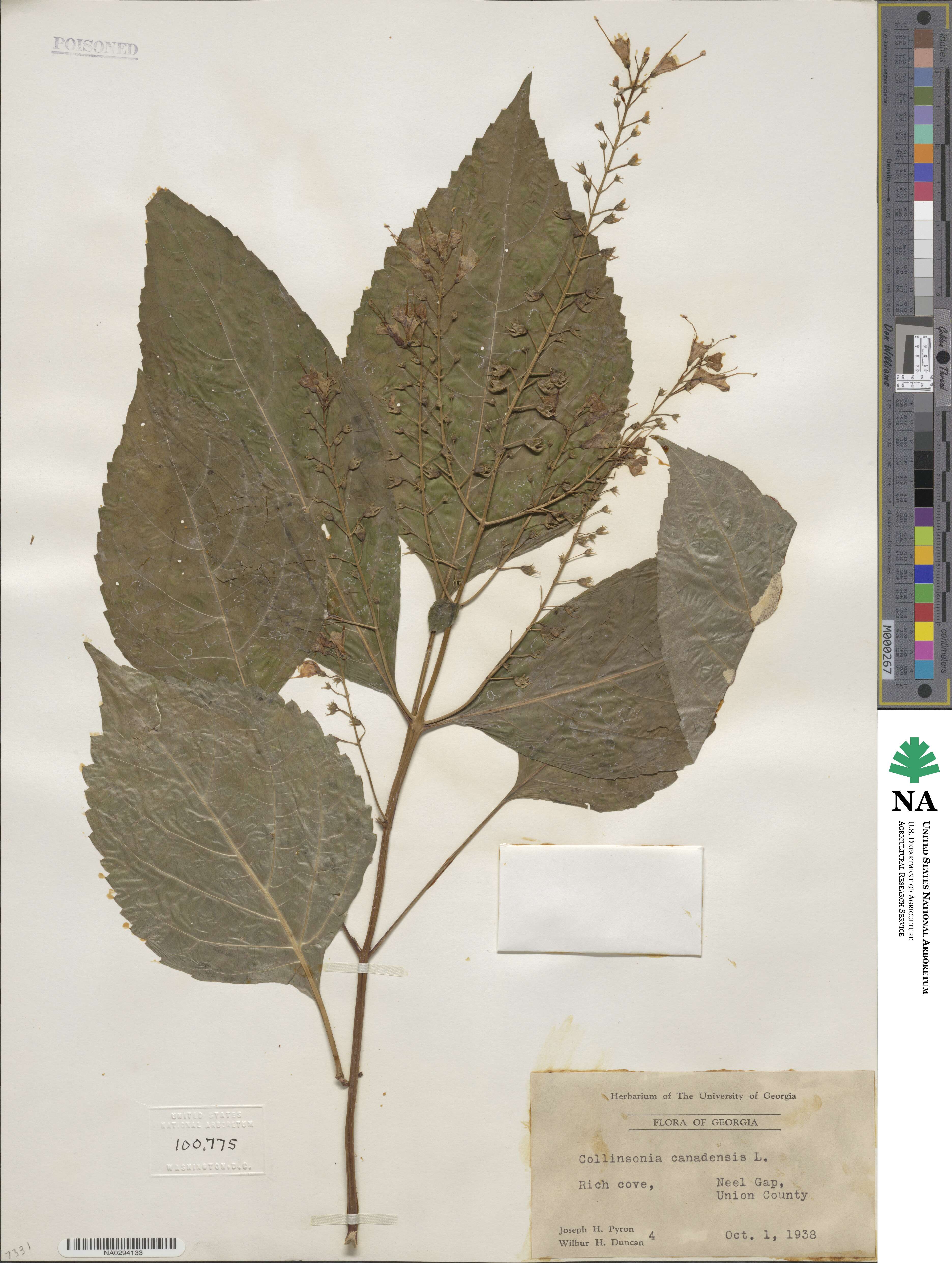 Collinsonia canadensis image