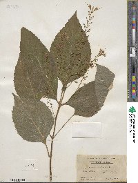 Collinsonia canadensis image